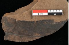 Foto (Detailansicht) von Xylomites lignitum Ettingshausen (NHMW-GEO-2024-0188-0052a)